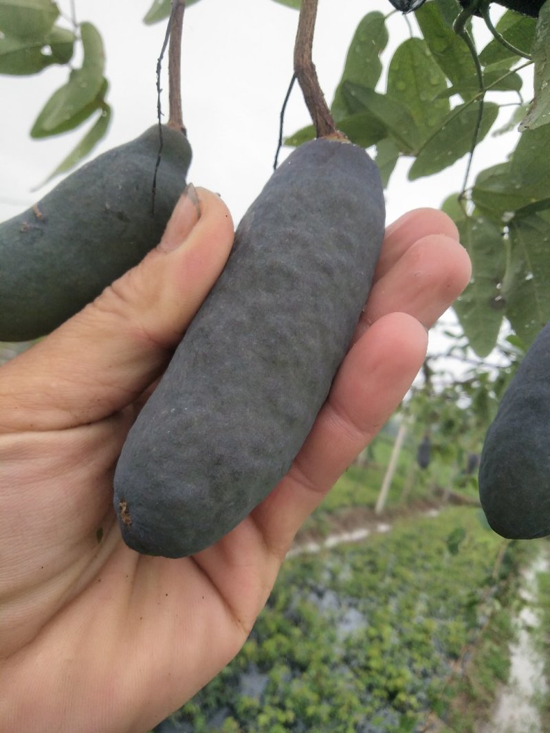 八月瓜100g～200克