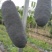 八月瓜100g～200克