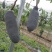 八月瓜100g～200克