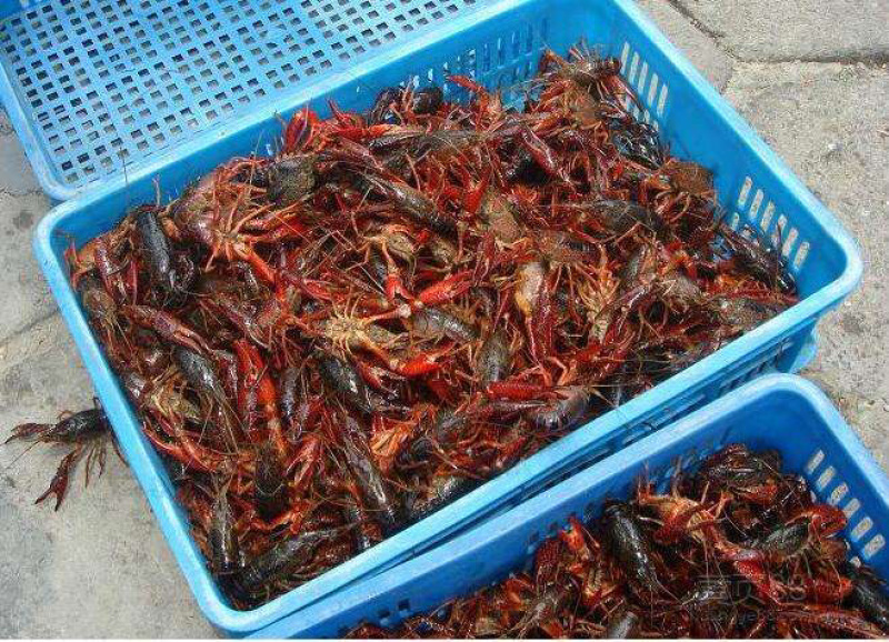 湖北洪湖小龙虾基地，优质种虾供货中欢迎大型养殖与我们合
