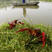 湖北洪湖小龙虾基地，优质种虾供货中欢迎大型养殖与我们合