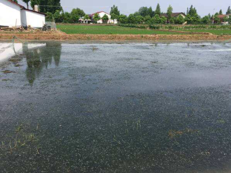 湖北洪湖小龙虾基地，优质种虾供货中欢迎大型养殖与我们合