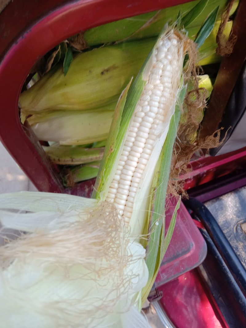 优质玉米早甜糯产地直销无虫可对接批发商超市电商欢迎洽谈