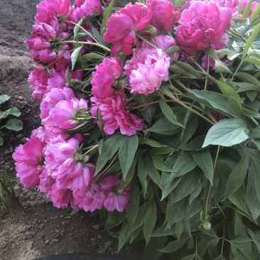 芍药单瓣重瓣。观赏芍药