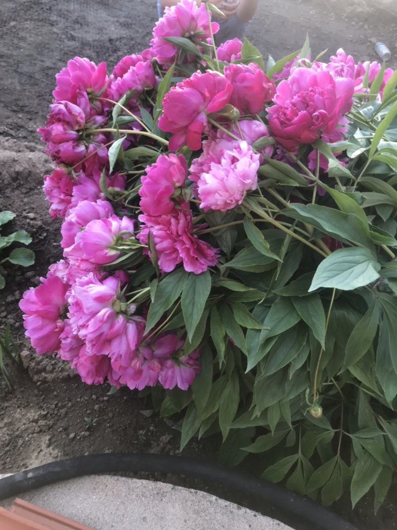 芍药单瓣重瓣。观赏芍药