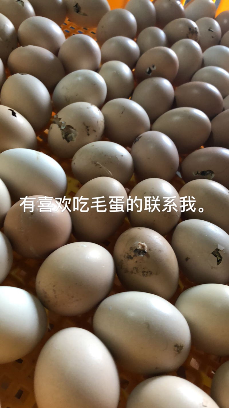 毛蛋新鲜出炉的毛蛋欢迎订购