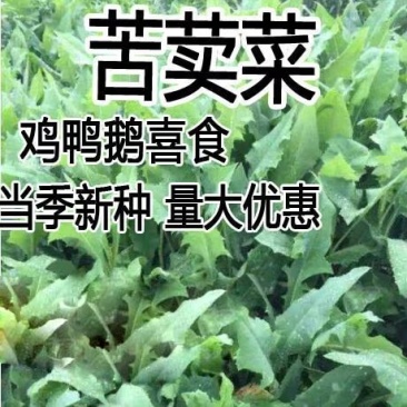 苦荬菜种籽四季多年生将军菊苣草种养殖牛羊鸡鹅兔猪
