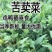 苦荬菜种籽四季多年生将军菊苣草种养殖牛羊鸡鹅兔猪