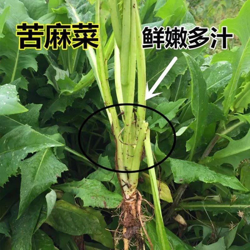 苦荬菜种籽四季多年生将军菊苣草种养殖牛羊鸡鹅兔猪