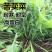 苦荬菜种籽四季多年生将军菊苣草种养殖牛羊鸡鹅兔猪