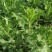 苦荬菜种籽四季多年生将军菊苣草种养殖牛羊鸡鹅兔猪