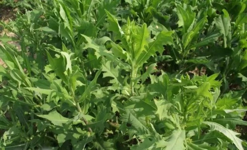 苦荬菜种籽四季多年生将军菊苣草种养殖牛羊鸡鹅兔猪