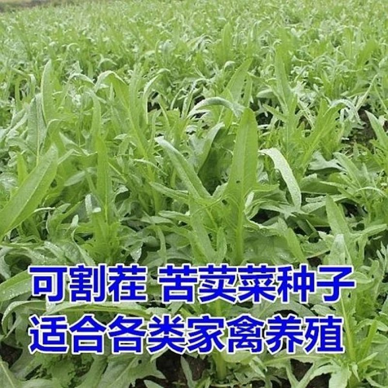 苦荬菜种籽四季多年生将军菊苣草种养殖牛羊鸡鹅兔猪
