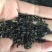 苦荬菜种籽四季多年生将军菊苣草种养殖牛羊鸡鹅兔猪