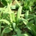 苦荬菜种籽四季多年生将军菊苣草种养殖牛羊鸡鹅兔猪
