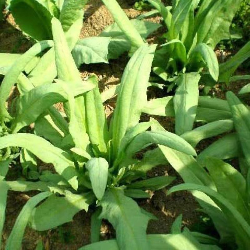 苦荬菜种籽四季多年生将军菊苣草种养殖牛羊鸡鹅兔猪