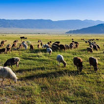 新疆吐鲁番本地散养黑羊肉