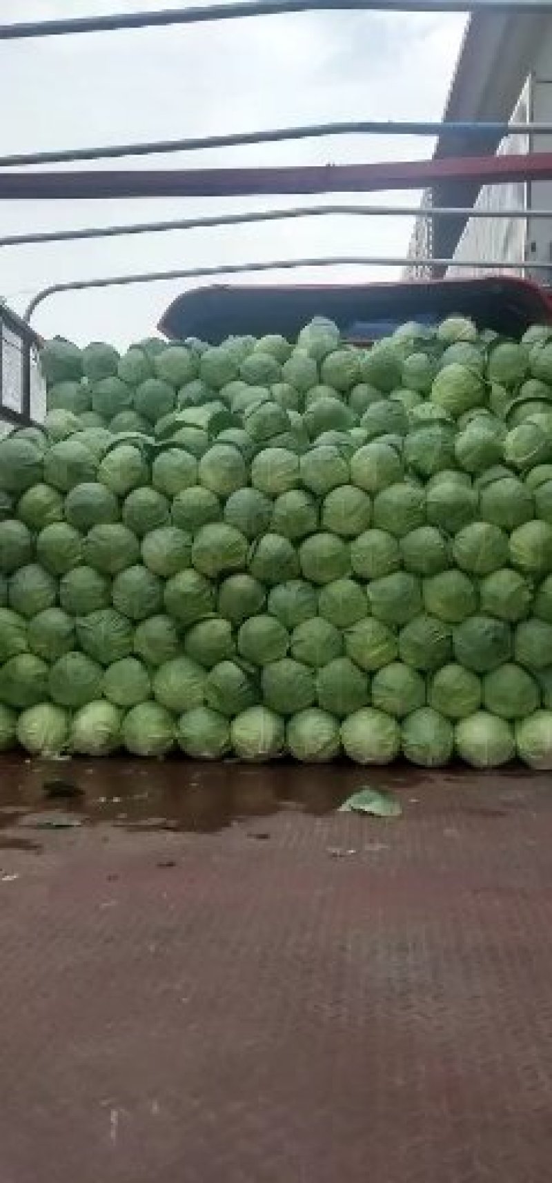 【中甘甘蓝】精品甘蓝，视频看货，发货全国市场，超市，美团