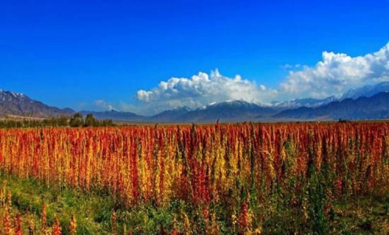 藜麦米内蒙古乌兰察布高原大草原种植绿色助农产品