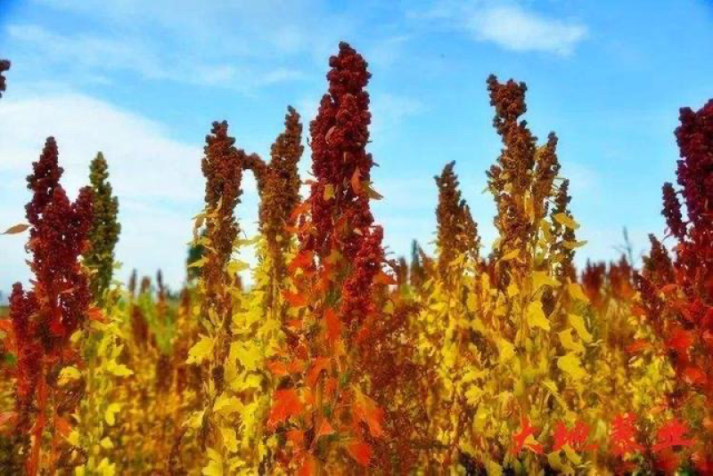 藜麦米内蒙古乌兰察布高原大草原种植绿色助农产品