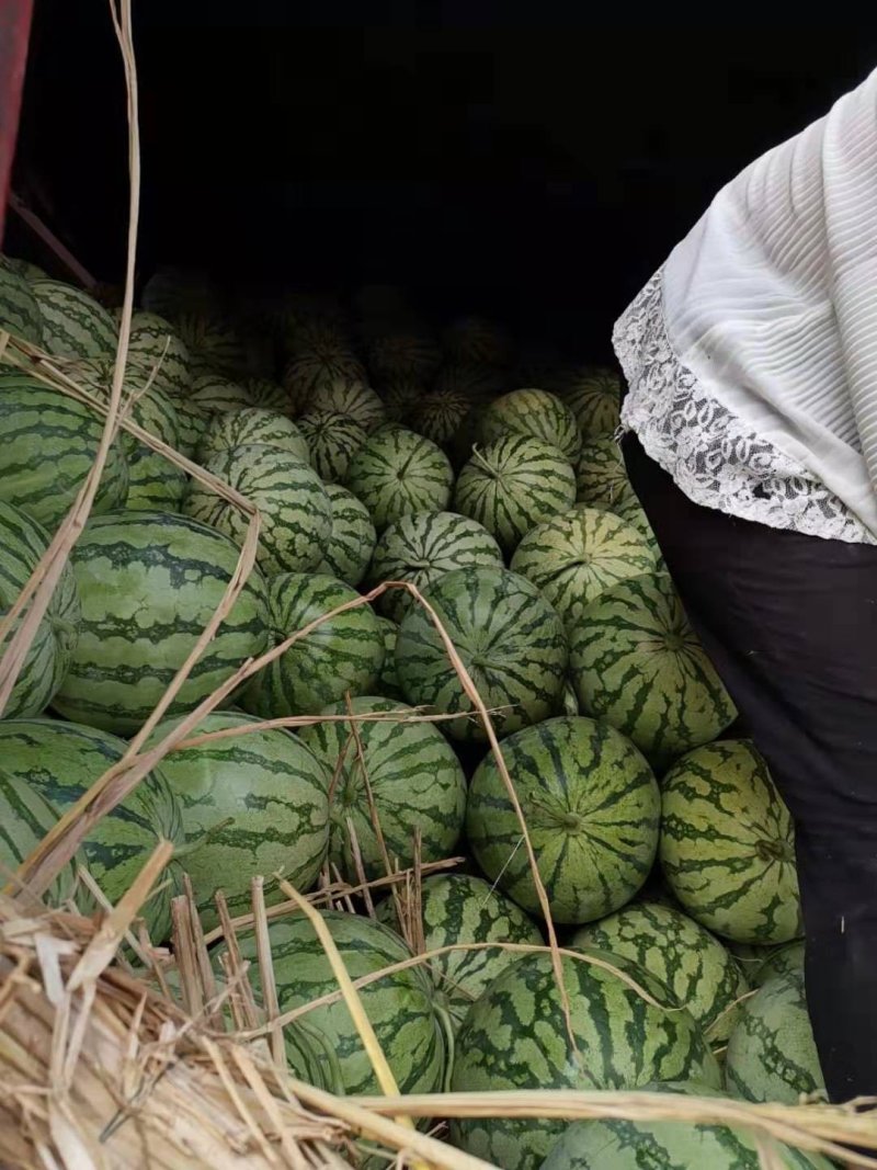 河南西瓜春光62西瓜瓜品丰富产地直发大量有货欢迎来电