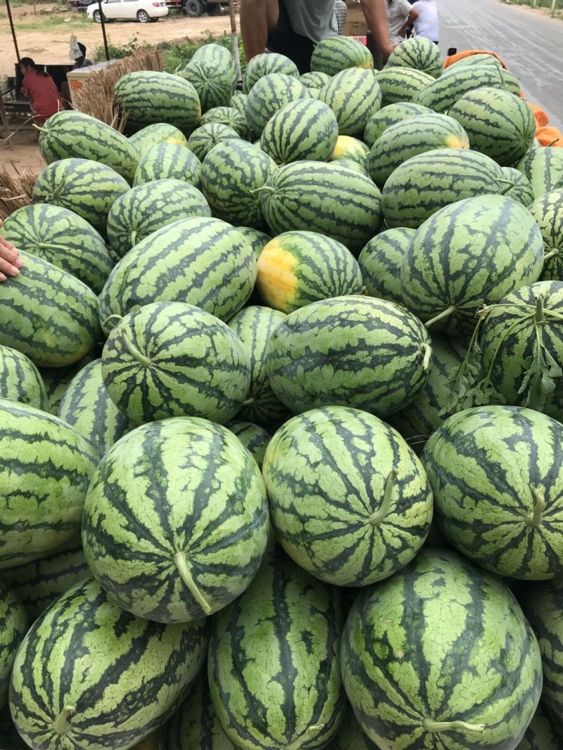 河南西瓜春光62西瓜瓜品丰富产地直发大量有货欢迎来电