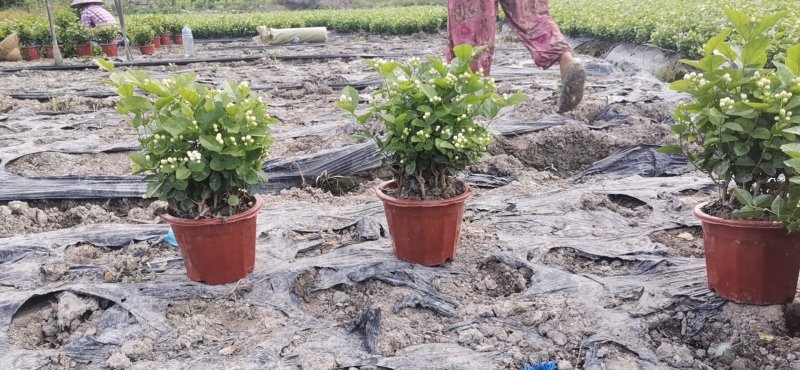 优质茉莉花自种自销价格优惠质量杠杠滴