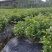 优质茉莉花自种自销价格优惠质量杠杠滴