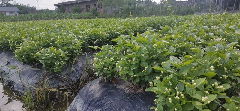 优质茉莉花自种自销价格优惠质量杠杠滴