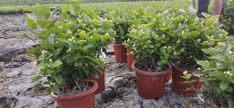 优质茉莉花自种自销价格优惠质量杠杠滴