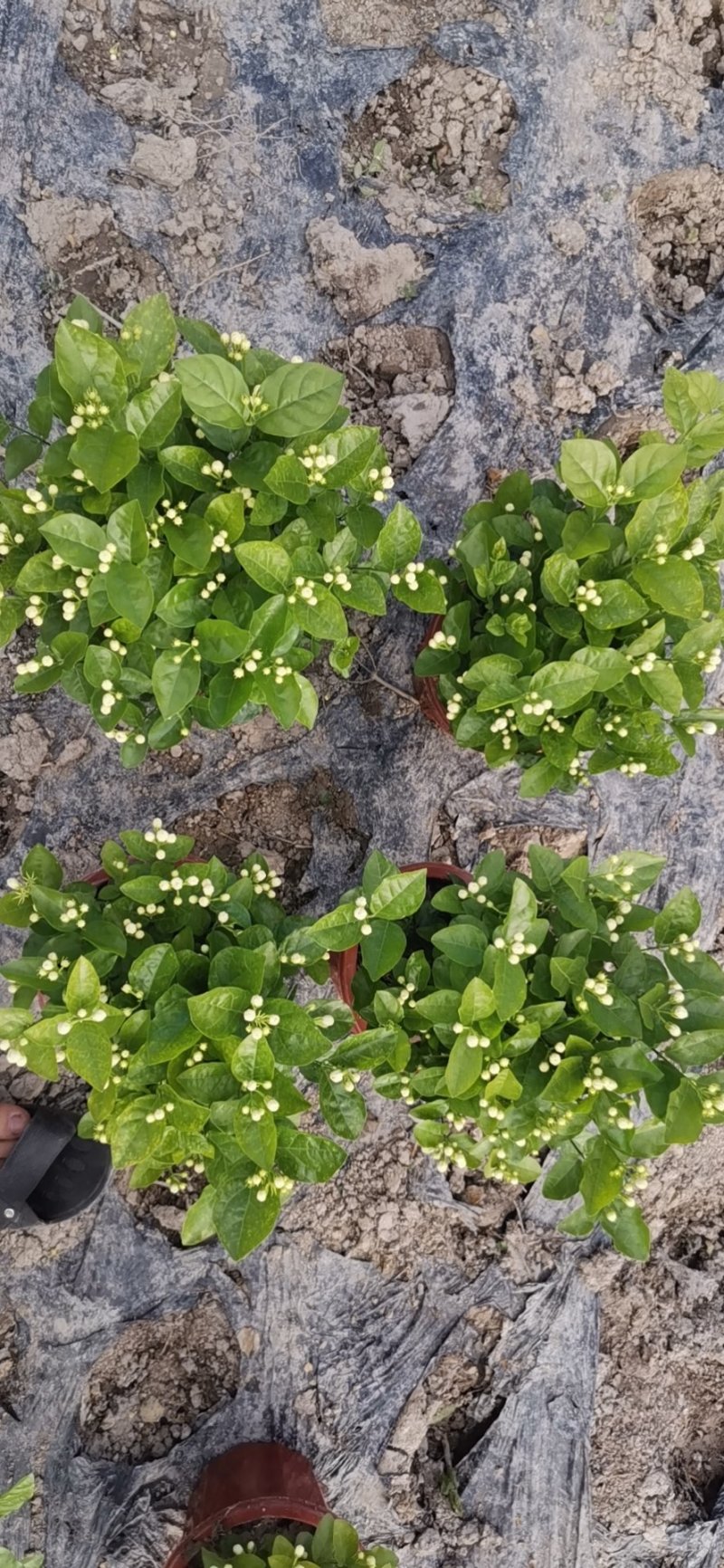 优质茉莉花自种自销价格优惠质量杠杠滴