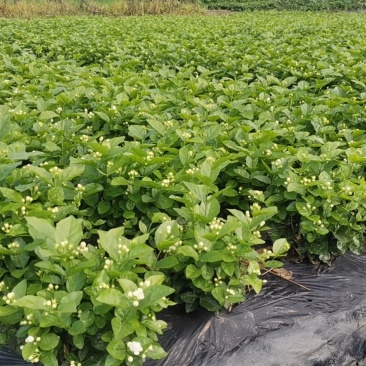 优质茉莉花自种自销价格优惠质量杠杠滴