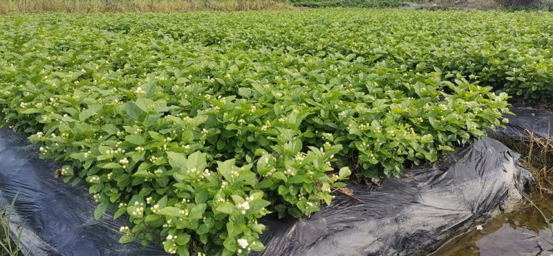 优质茉莉花自种自销价格优惠质量杠杠滴