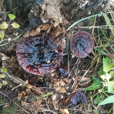 广西野生灵芝紫灵芝，天然灵芝纯正正宗野生批发支持一件代发