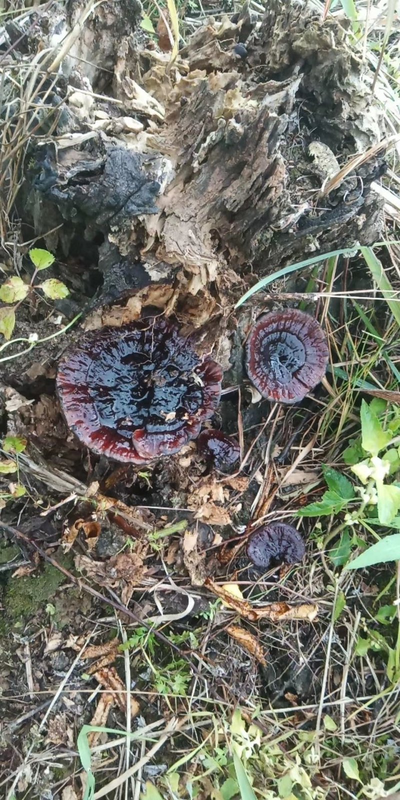 广西野生灵芝紫灵芝，天然灵芝纯正正宗野生批发支持一件代发