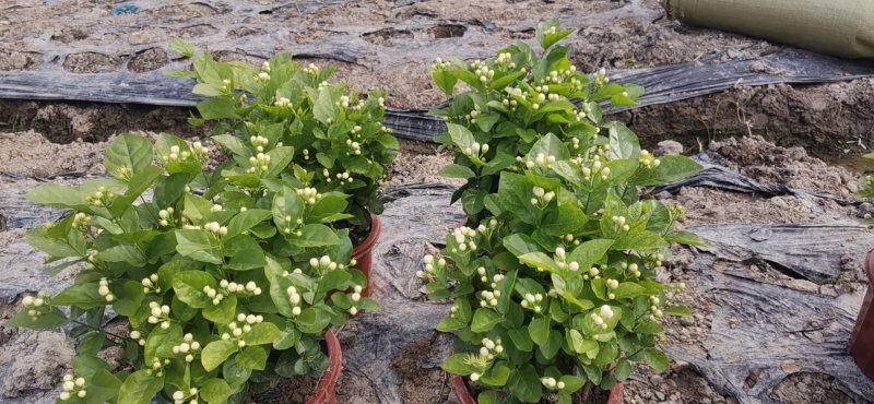 茉莉花自种自销质量杠杠价格优惠
