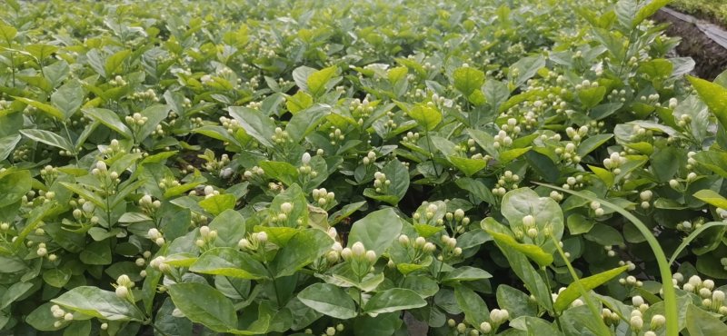 茉莉花自种自销质量杠杠价格优惠
