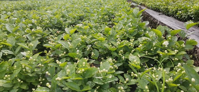 茉莉花自种自销质量杠杠价格优惠