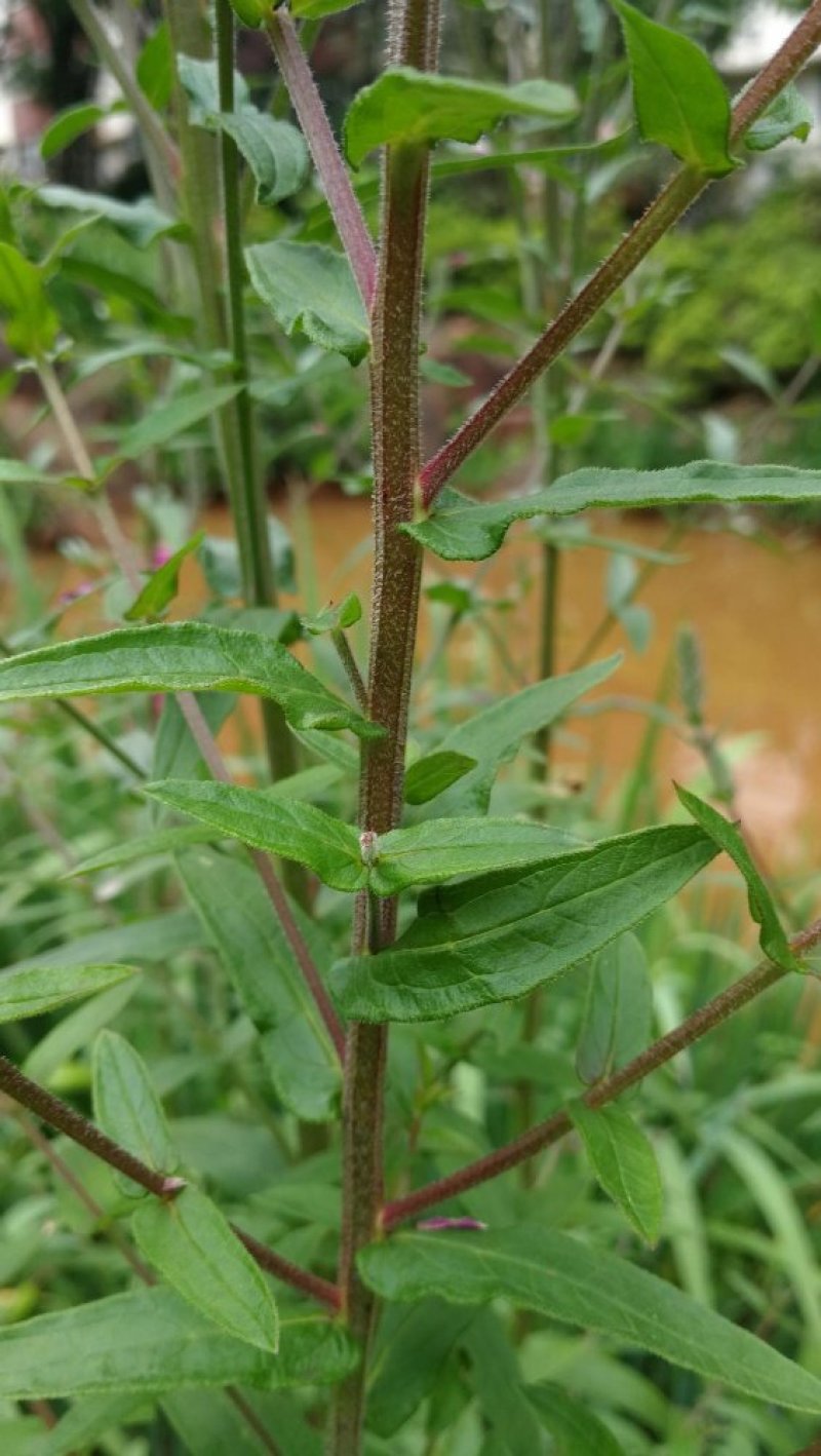 紫色千屈菜种子