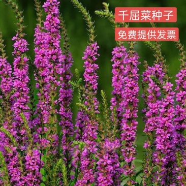 紫色千屈菜种子