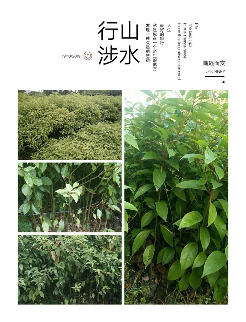 香樟树杯苗，一米以上