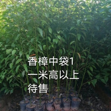 香樟树杯苗，一米以上