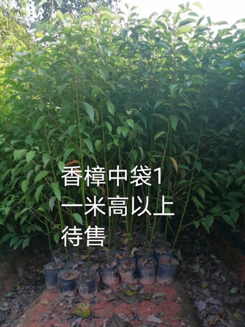 香樟树杯苗，一米以上
