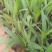 东莞地被小苗(蜘蛛兰)(萃芦莉)基地直供