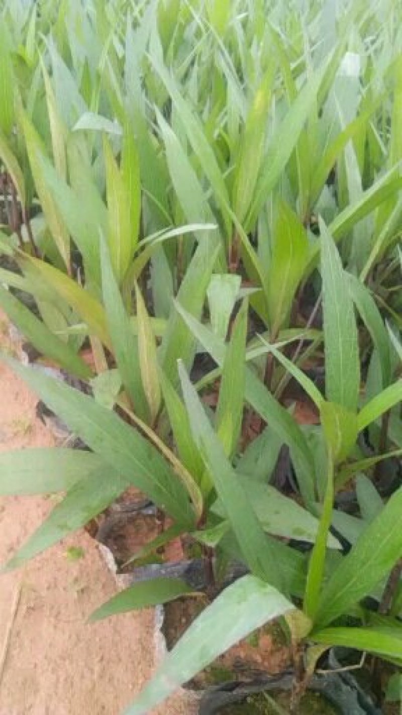 东莞地被小苗(蜘蛛兰)(萃芦莉)基地直供