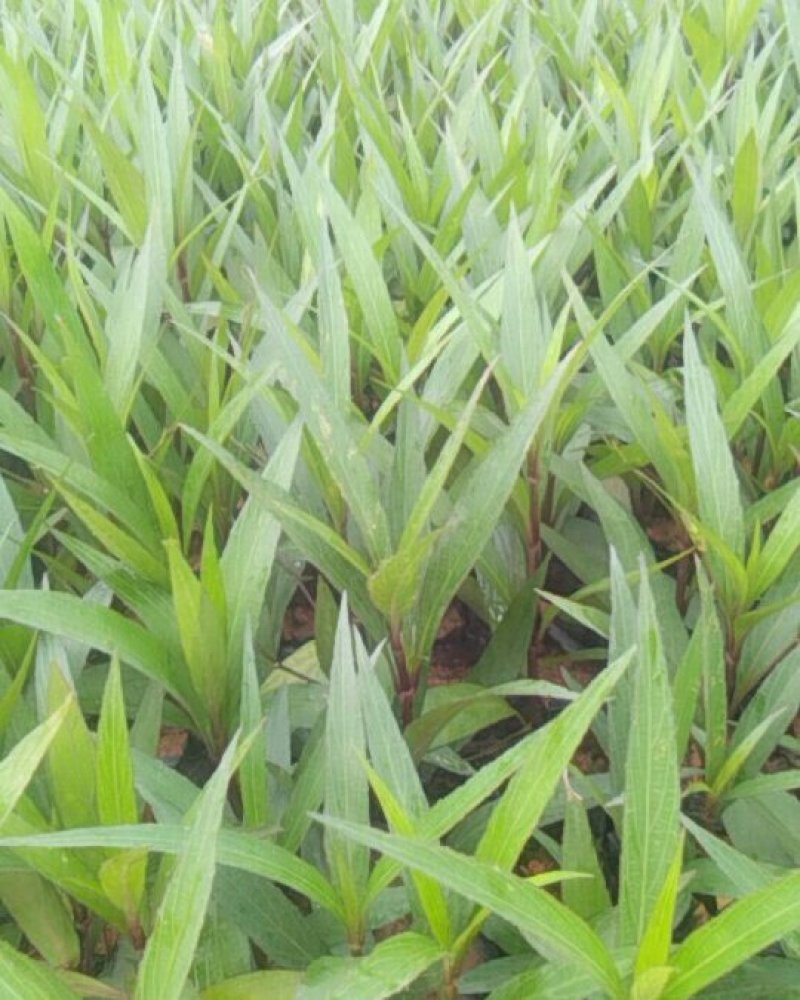 东莞地被小苗(蜘蛛兰)(萃芦莉)基地直供