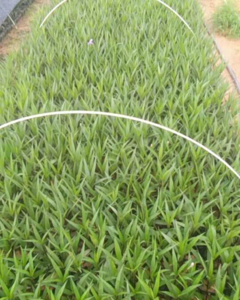 东莞地被小苗(蜘蛛兰)(萃芦莉)基地直供