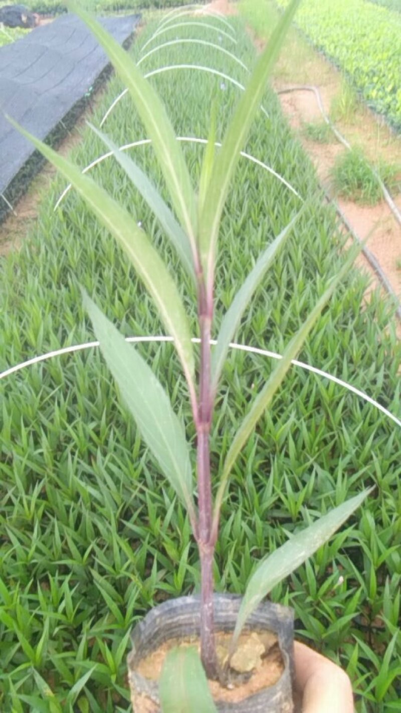 东莞地被小苗(蜘蛛兰)(萃芦莉)基地直供
