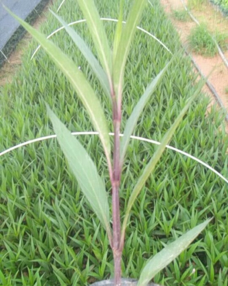 东莞地被小苗(蜘蛛兰)(萃芦莉)基地直供