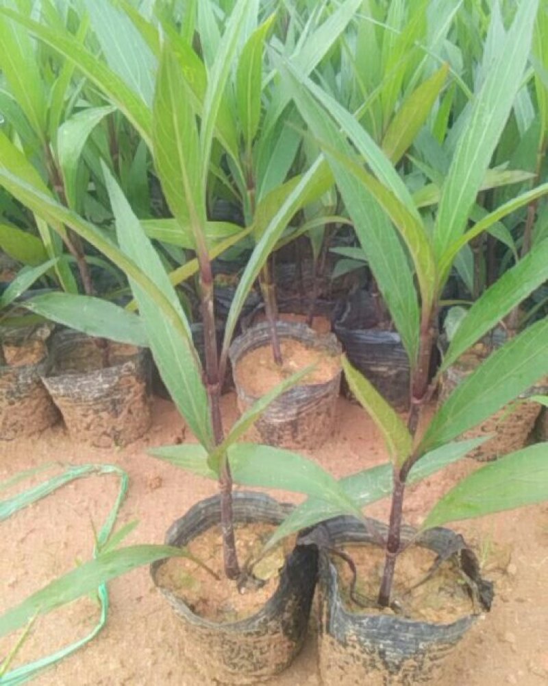 东莞地被小苗(蜘蛛兰)(萃芦莉)基地直供